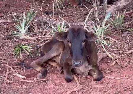 Pecuarista é multado por deixar 285 cabeças de gado sem alimento e morte de 65 animais