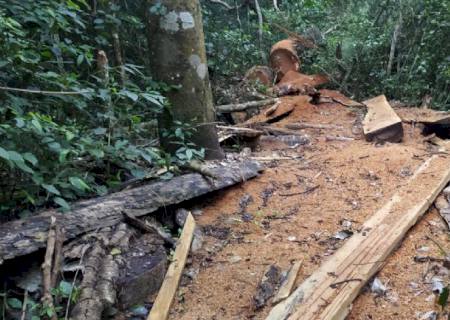 PMA desmonta acampamento e apreende madeira retirada de área protegida em Ponta Porã