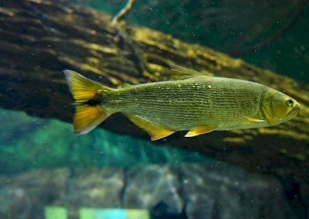 Reprodução de peixes no Bioparque Pantanal poderá repovoar rios no futuro