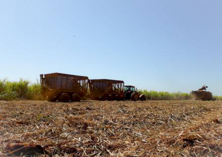 Safra de cana-de-açúcar começa com produtividade inferior ao ciclo passado em MS