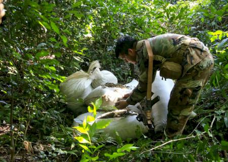 Operação conjunta Paraguai-Brasil destrói 183 hectares de maconha