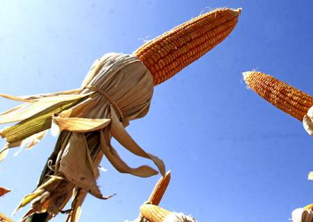 Mato Grosso do Sul deve ter safrinha recorde de milho com alta de 80,9% na produção, aponta IBGE