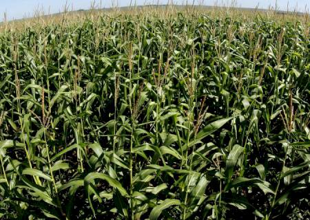 Produtores de Mato Grosso do Sul buscaram 16% mais crédito rural nesta safra