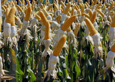 Renda agropecuária do Estado deverá ficar em R$ 76,2 bilhões no ano