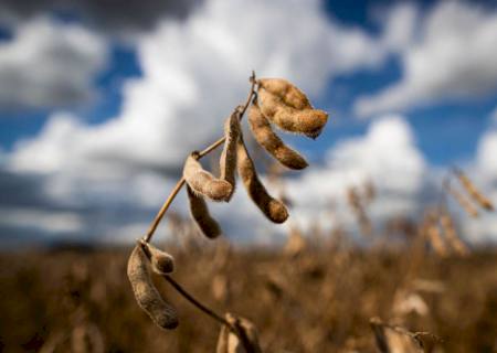 Previsão do Ipea é de estabilidade para setor agropecuário em 2022