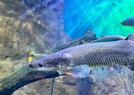 Gigantes das águas doces chegam ao Bioparque Pantanal e são novas atrações