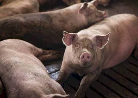 Peste suína africana se espalha em ''ritmo alarmante'' pela Europa