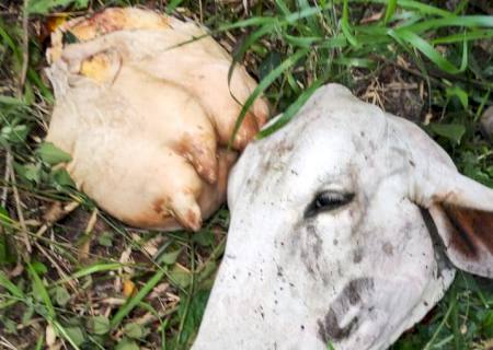 Polícia Civil investiga furto de vaca parida em Taquarussu