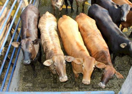 Em MS formas de comercialização com frigoríficos, podem variar em até R$ 450 por animal