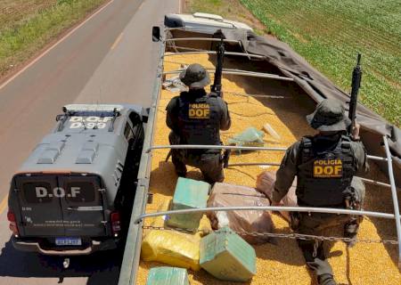 DOF encontra 4,3 toneladas de maconha em meio a carga de milho