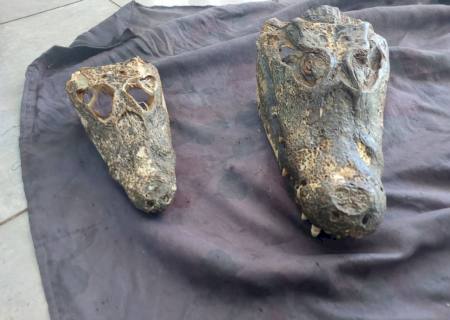 Homem é preso e autuado por venda de cabeças de jacarés em Campo Grande