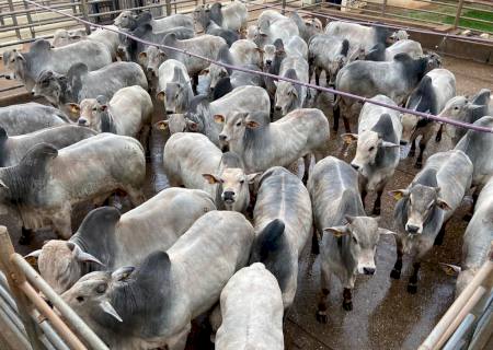 Circuito Nelore de Qualidade em Nova Andradina avaliou mais de 500 animais da raça