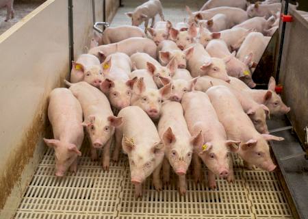 México abre mercado para a carne suína brasileira