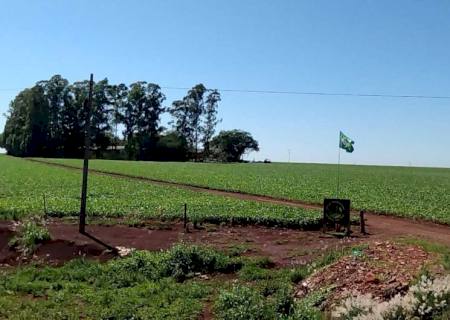 Proprietário rural morre atingido por eucalipto que cortava na região de Dourados