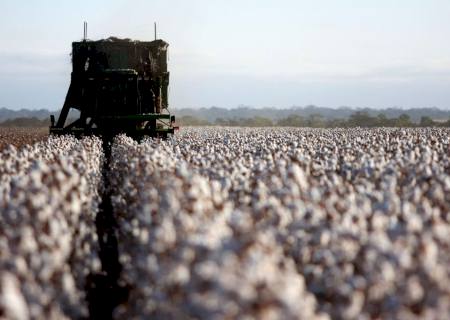 Entenda como o perigo do agrotóxico no algodão é prejudicial para a natureza