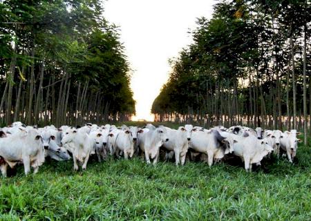 Vacinação contra febre aftosa é prorrogada até 17 de dezembro