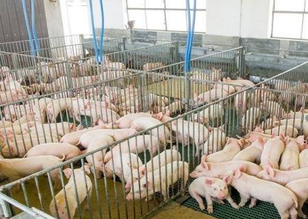 Suinocultura estadual deve ter salto em 2023 com programa Leitão Vida e R$ 300 milhões do FCO Rural para o setor