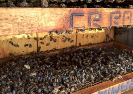 Apicultores de MS promovem revolução na cadeia produtiva inédita no Brasil