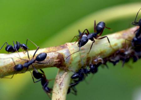 Estudo com formigas revela efeitos do pasto na diversidade amazônica