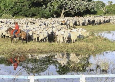 Governo de MS acompanha com preocupação embargo a carne bovina diante do caso de vaca louca no Pará