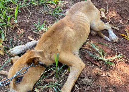 Deputado de MS protocola projeto que obriga clínicas a comunicarem indícios de maus tratos a animais