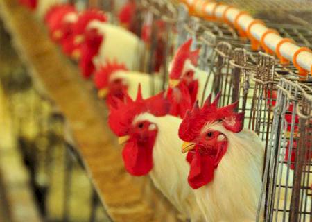Iagro intensifica ações de conscientização sobre gripe aviária e coloca 0800 à disposição da população