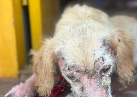 Mulher é presa por maus-tratos a animais em Campo Grande