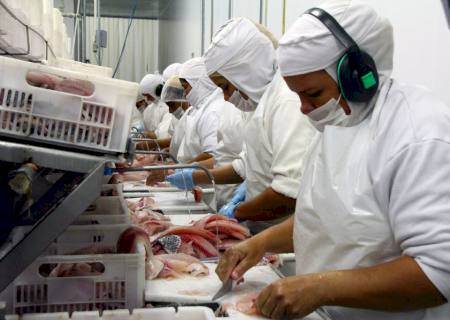 Segundo maior exportador de tilápias, MS foca na piscicultura para ampliar rol de proteínas animais