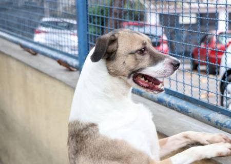 Câmara aprova projeto que incentiva a adoção de animais
