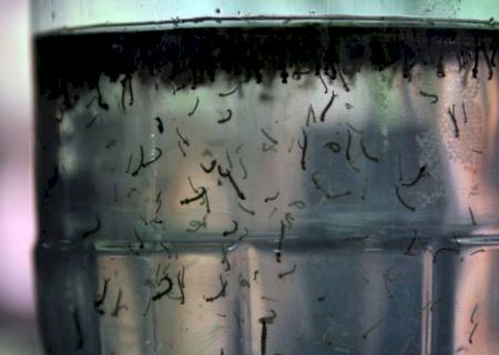 Com alta de casos, governo cria centro para monitorar dengue