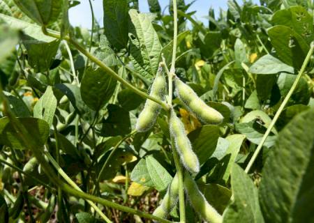 MS deve produzir neste ano mais de 70 milhões de toneladas de produtos agrícolas, alta de 10,5%