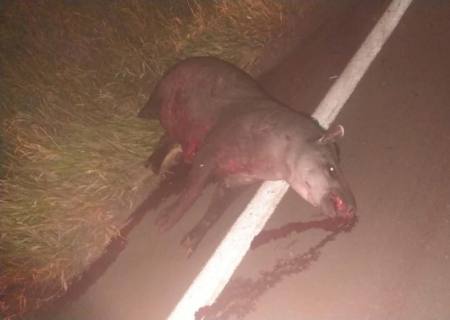 Veículo da prefeitura de Bataguassu se envolve em acidente com morte na MS-040