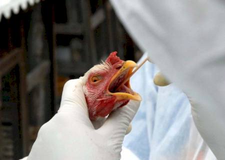 Gripe aviária leva Brasil a decretar emergência zoossanitária