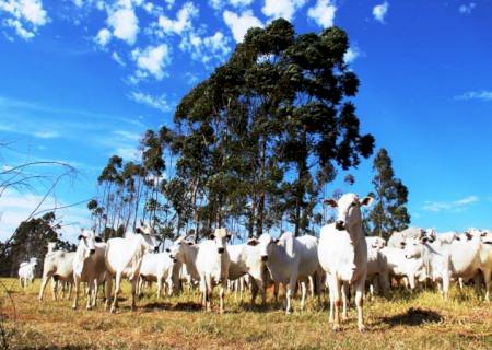 Estendida, atualização cadastral de rebanhos em MS vai até o dia 15 de junho