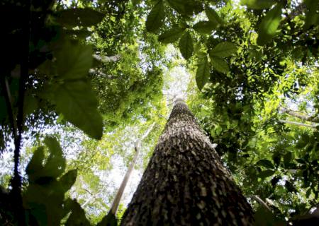Programa vai formar empreendedores que apoiem floresta amazônica