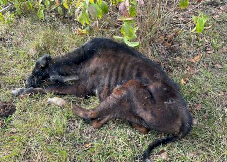 Bezerros são encontrados em situação de maus-tratos em chácara na Capital