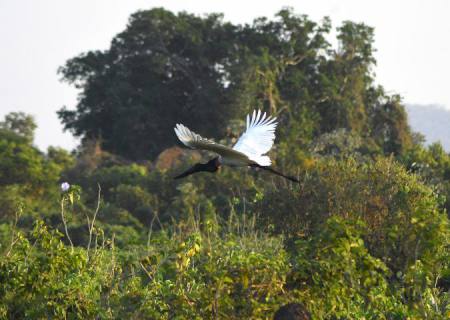 Governo de MS suspende licenças de supressão de vegetação nativa no Pantanal