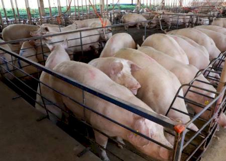 Leitão Vida amplia pagamento de incentivos aos suinocultores e avança em sustentabilidade