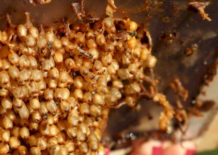 Produtores de mel da agricultura familiar terão bonificação de garantia de preços no Estado