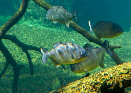 Reprodução de piranhas no Bioparque Pantanal reforça bem-estar animal e conservação