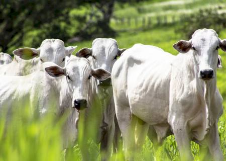 Senado exclui agropecuária do mercado de carbono e texto vai à Câmara