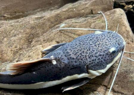 Bioparque Pantanal apresenta novos moradores de tanque itinerante