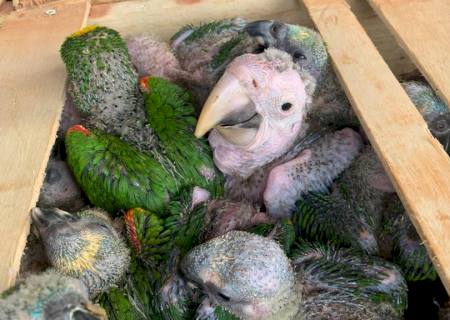 Presos por tráfico de aves em Nova Andradina foram autuados em mais de R$ 1 milhão