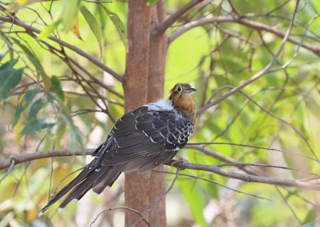 Mato Grosso do Sul tem sete ''hotspots'' em evento mundial de observação de aves