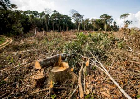 Brasil perde 15% de florestas naturais em quase 40 anos