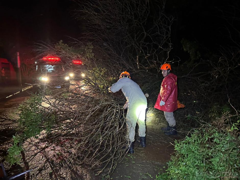 Dezenas de árvores caem após passagem de temporal em Nova Andradina