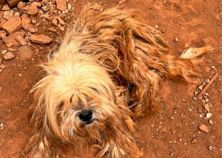 Polícia Civil prende mulher por maus-tratos a animais em Campo Grande