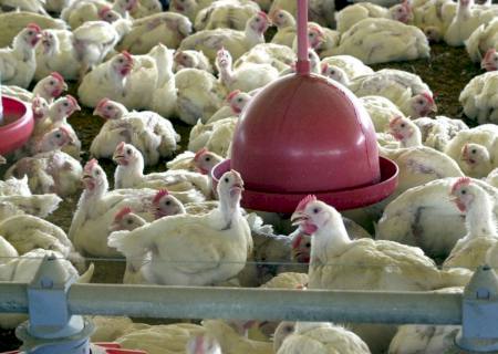OMS confirma primeira morte humana por gripe aviária no mundo