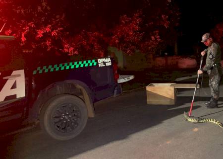 Polícia Ambiental captura jacaré em quintal de residência em Taquarussu
