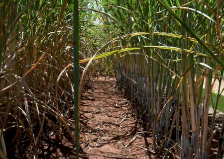 Usinas de etanol batem recorde de produção com apoio do Governo aos biocombustíveis